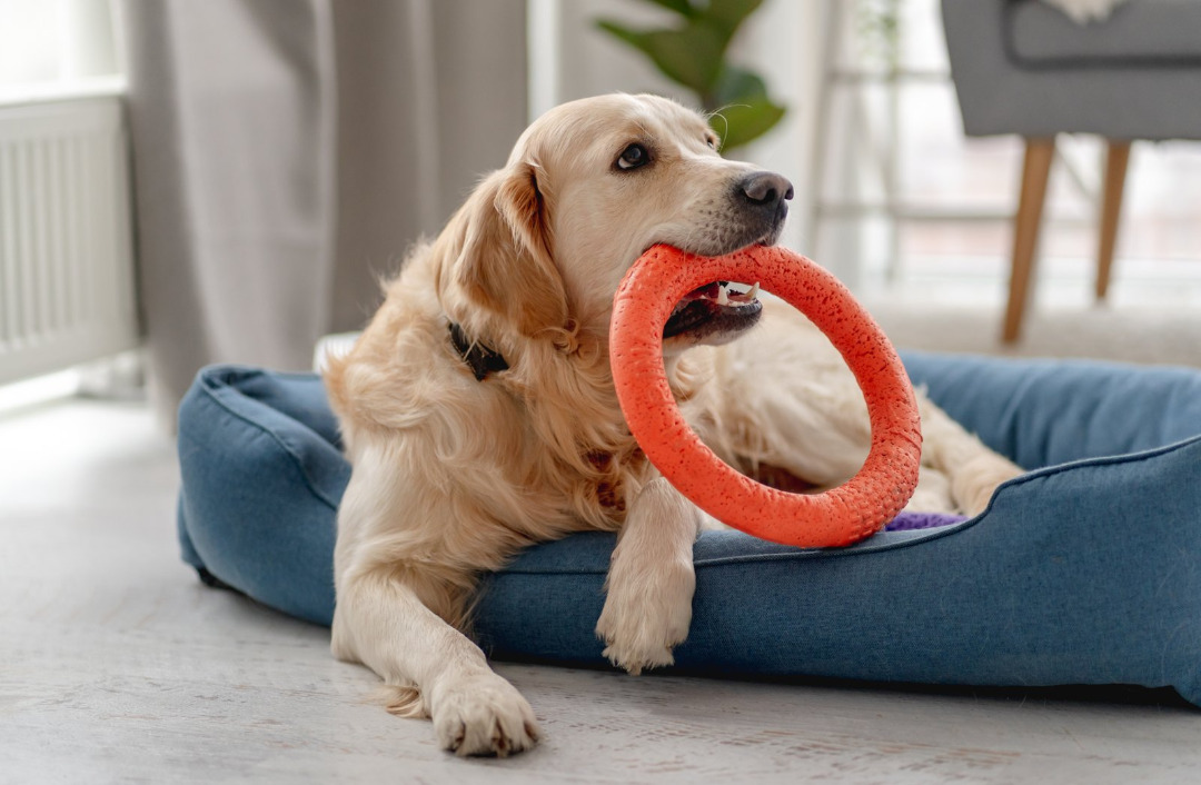 Engaging Toys for Endless Fun