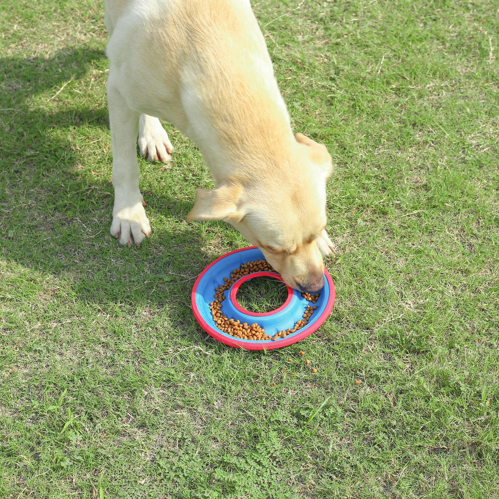Floating Water Bite Resistance Training Interactive Ring Toy Dog