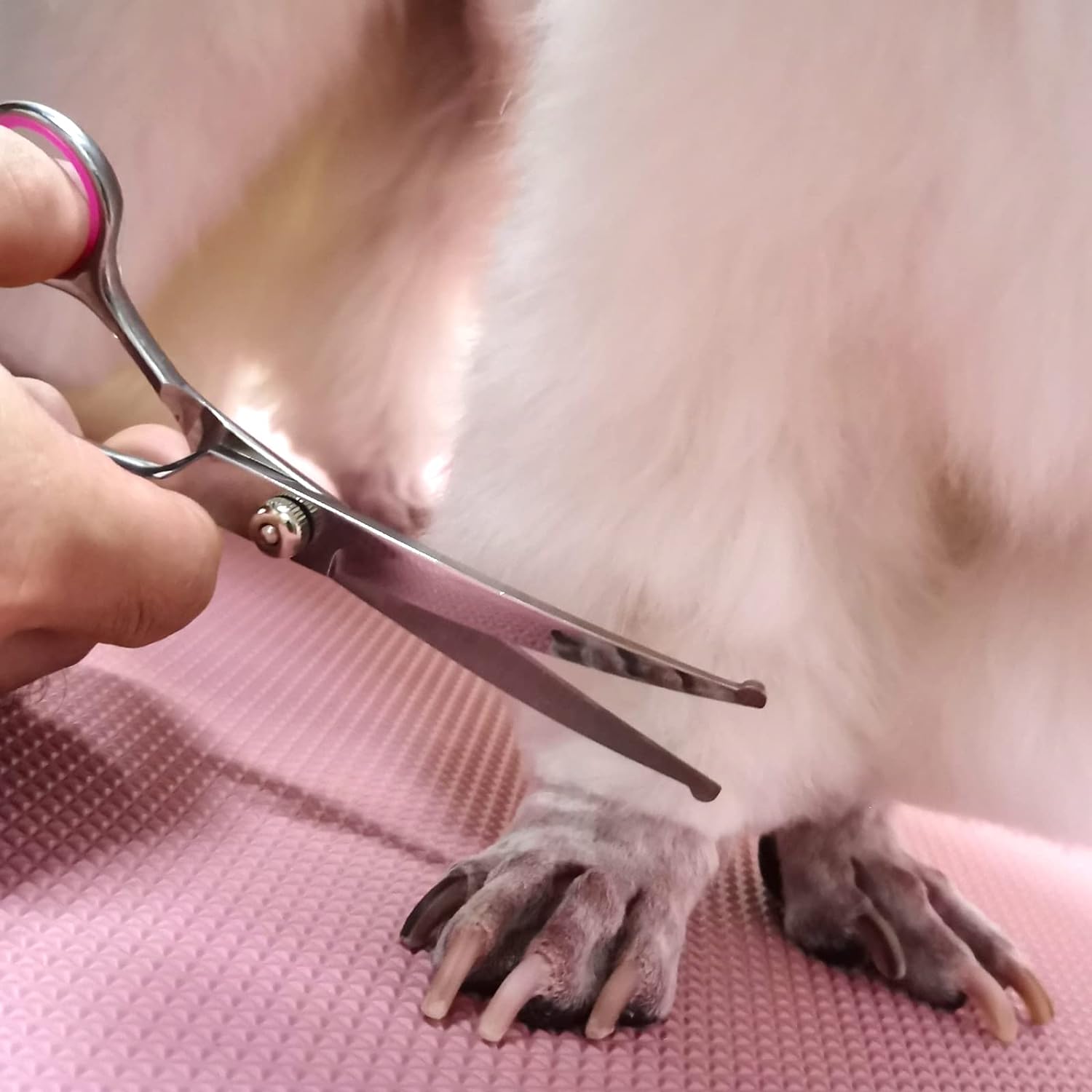 Dog Grooming Scissors Set Stainless Steel Curved Thinning Safety Tip