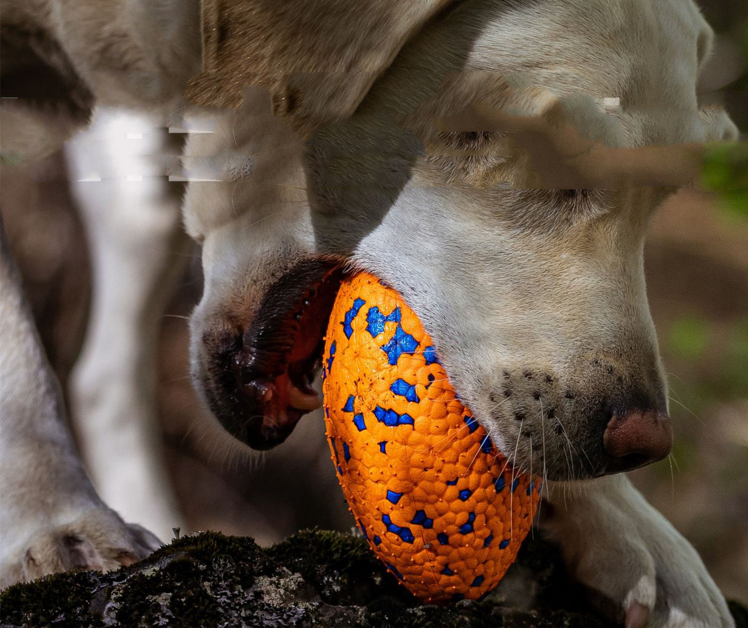 Teeth-resistant Pet Dog Chewing Toy Football